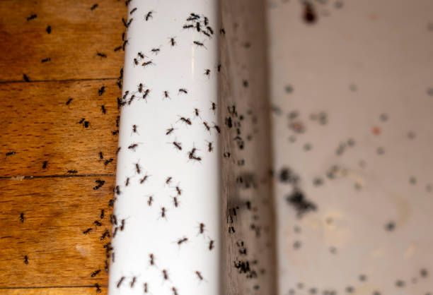 Best Ant Control Services  in Flemington, NJ